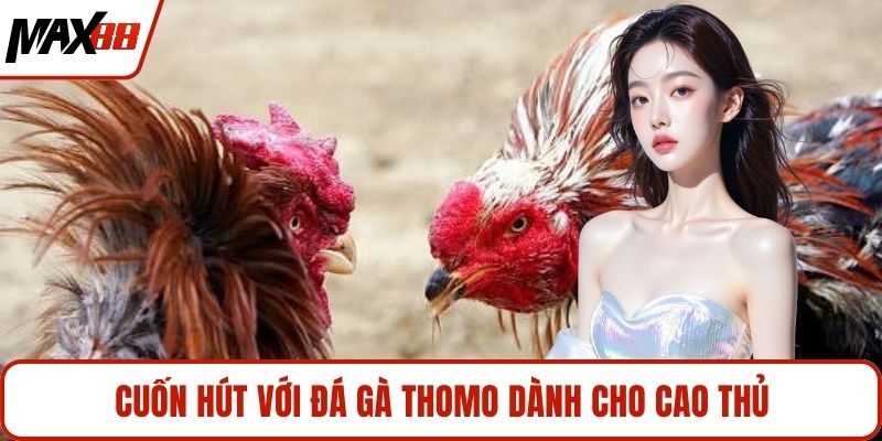 Cuốn hút với đá gà Thomo dành cho cao thủ