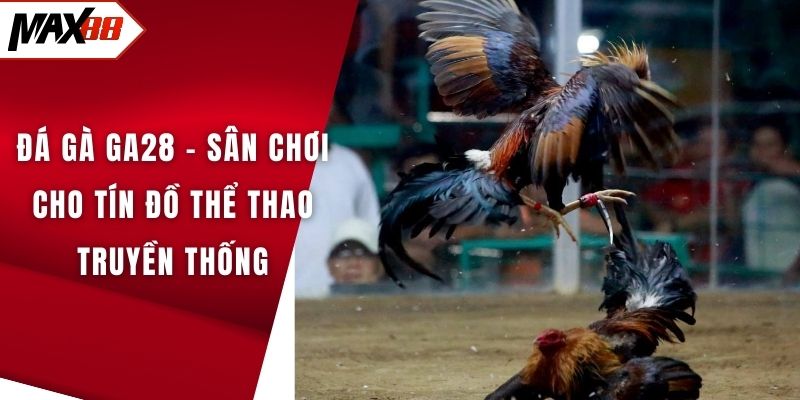 đá gà Ga28