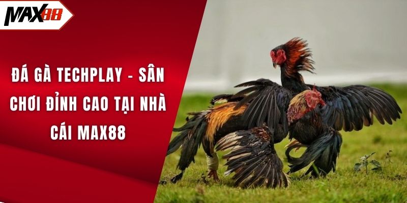 đá gà Techplay