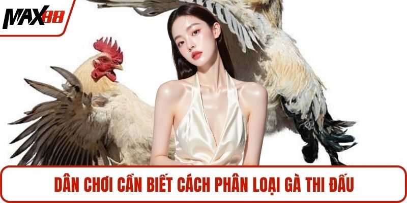 Dân chơi cần biết cách phân loại gà thi đấu