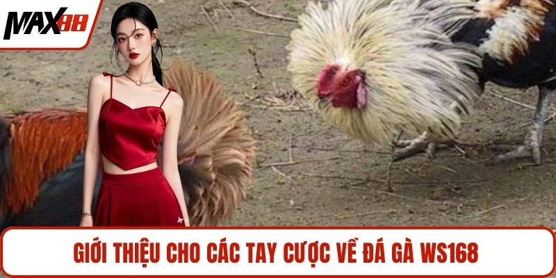 Giới thiệu cho các tay cược về đá gà WS168