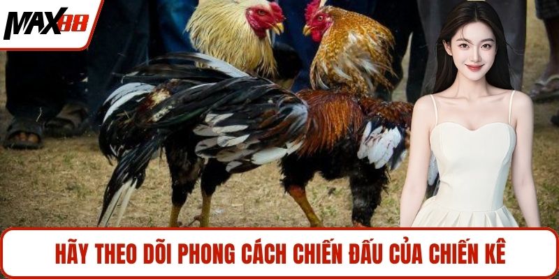 Hãy theo dõi phong cách chiến đấu của chiến kê